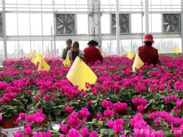 扬州高邮：每天发货30万株，花工厂绽放乡村振兴致富花