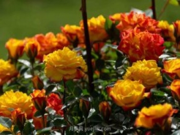 安阳市滑县森林公园月季花开放，赏花打卡正当时