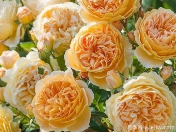 大花香水月季的养护方法，分享10种花香飘满屋