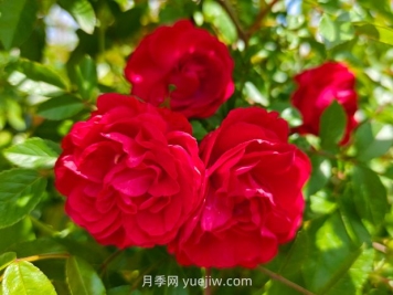 月季红木香爆花机器，花艳丽花量大花期长