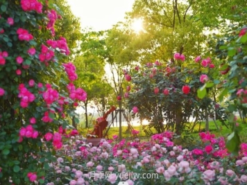 上海前滩休闲公园，月季花海盛景等你赏