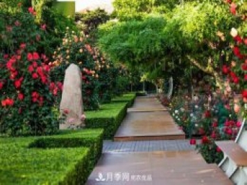 秦皇岛适合养月季花，市花和市树是什么
