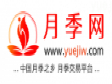 中国上海龙凤419，月季品种介绍和养护知识分享专业网站